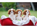 cavalier-king-charles-spaniels-for-sale-in-miami-fl-small-2