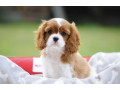 cavalier-king-charles-spaniels-for-sale-in-miami-fl-small-1