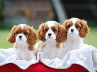 Cavalier King Charles Spaniels for Sale in Miami, FL