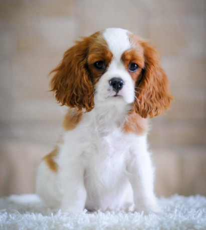 cavalier-king-charles-spaniels-for-sale-in-miami-fl-big-3