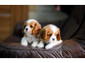 2-female-cavalier-king-charles-spaniels-for-sale-in-illinois-il-small-1