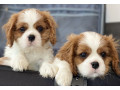 2-female-cavalier-king-charles-spaniels-for-sale-in-illinois-il-small-2