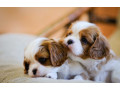 2-female-cavalier-king-charles-spaniels-for-sale-in-illinois-il-small-0