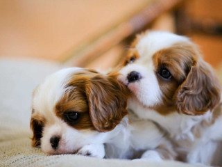 2 Female Cavalier King Charles Spaniels for Sale in Illinois, IL