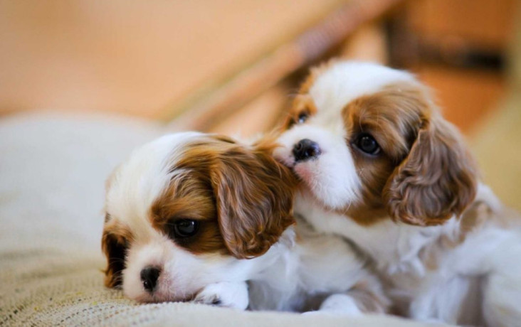 2-female-cavalier-king-charles-spaniels-for-sale-in-illinois-il-big-0