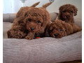 poodle-puppies-for-sale-in-miami-fl-small-3