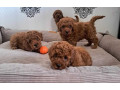 poodle-puppies-for-sale-in-miami-fl-small-1