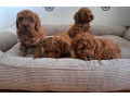 poodle-puppies-for-sale-in-miami-fl-small-2