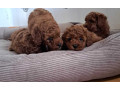 poodle-puppies-for-sale-in-miami-fl-small-0