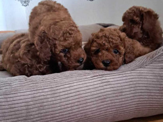 Poodle Puppies for Sale in Miami, FL