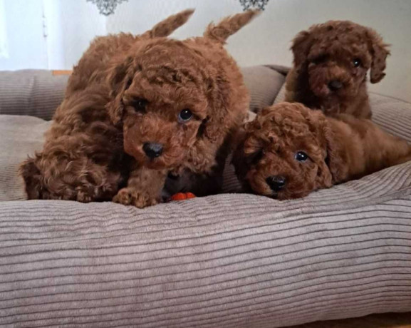 poodle-puppies-for-sale-in-miami-fl-big-3