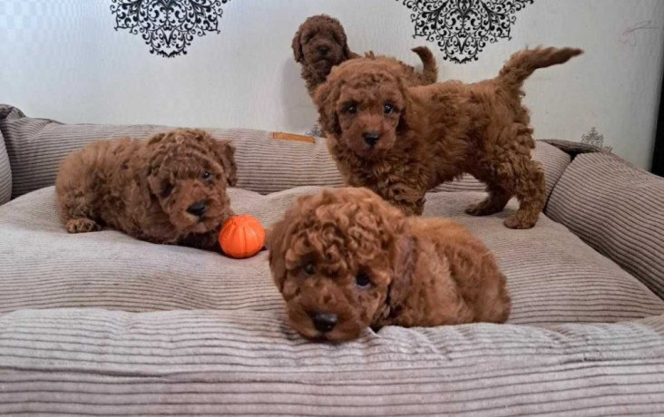 poodle-puppies-for-sale-in-miami-fl-big-1