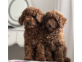 poodle-puppies-for-sale-in-detroit-mi-small-0