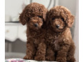 poodle-puppies-for-sale-in-detroit-mi-small-2