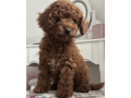 poodle-puppies-for-sale-in-detroit-mi-small-3