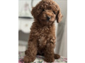 poodle-puppies-for-sale-in-detroit-mi-small-1