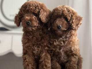 Poodle Puppies for Sale in Detroit, MI