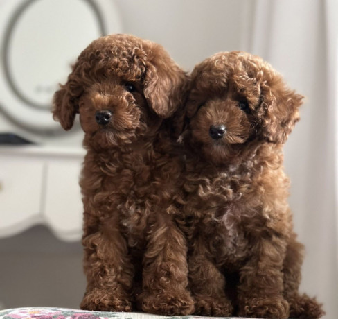 poodle-puppies-for-sale-in-detroit-mi-big-0