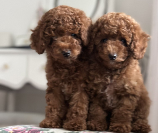 poodle-puppies-for-sale-in-detroit-mi-big-2