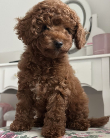 poodle-puppies-for-sale-in-detroit-mi-big-3