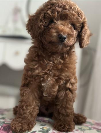 poodle-puppies-for-sale-in-detroit-mi-big-1