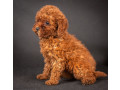 poodle-puppies-from-a-private-kennel-in-dallas-tx-small-2