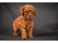 poodle-puppies-from-a-private-kennel-in-dallas-tx-small-0