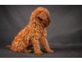 poodle-puppies-from-a-private-kennel-in-dallas-tx-small-1