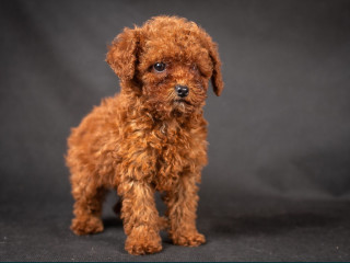 Poodle Puppies from a Private Kennel in Dallas, TX