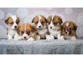 corgi-puppies-2-girls-2-boys-for-sale-small-3