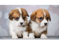 corgi-puppies-2-girls-2-boys-for-sale-small-1