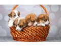 corgi-puppies-2-girls-2-boys-for-sale-small-0