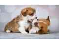 corgi-puppies-2-girls-2-boys-for-sale-small-4