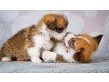 corgi-puppies-2-girls-2-boys-for-sale-small-2