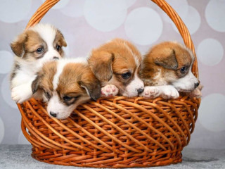 Corgi Puppies, 2 Girls, 2 Boys for Sale