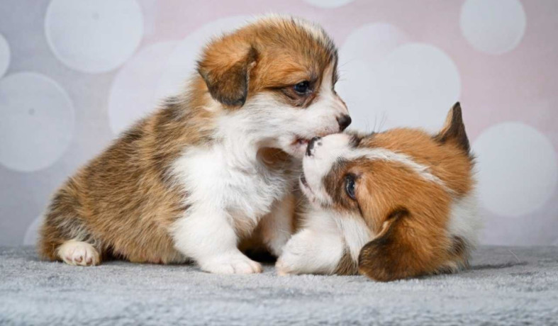 corgi-puppies-2-girls-2-boys-for-sale-big-4