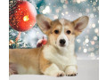 welsh-corgi-puppies-2-boys-for-sale-small-6