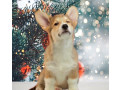 welsh-corgi-puppies-2-boys-for-sale-small-8