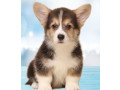 welsh-corgi-puppies-2-boys-for-sale-small-7