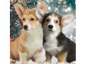 welsh-corgi-puppies-2-boys-for-sale-small-0