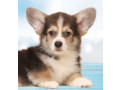 welsh-corgi-puppies-2-boys-for-sale-small-1