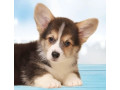 welsh-corgi-puppies-2-boys-for-sale-small-5