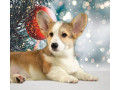 welsh-corgi-puppies-2-boys-for-sale-small-3