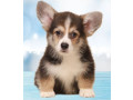 welsh-corgi-puppies-2-boys-for-sale-small-2