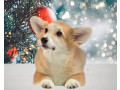 welsh-corgi-puppies-2-boys-for-sale-small-4