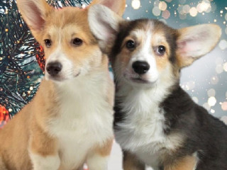 Welsh Corgi Puppies, 2 Boys for Sale