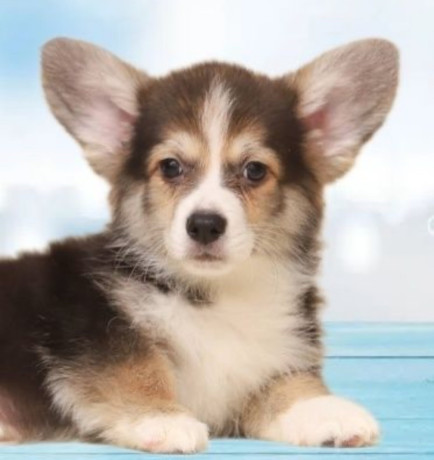 welsh-corgi-puppies-2-boys-for-sale-big-1