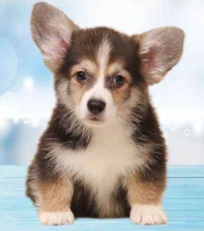 welsh-corgi-puppies-2-boys-for-sale-big-2