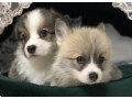 welsh-corgi-puppies-girl-and-boy-for-sale-in-new-york-ny-small-1