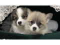 welsh-corgi-puppies-girl-and-boy-for-sale-in-new-york-ny-small-2